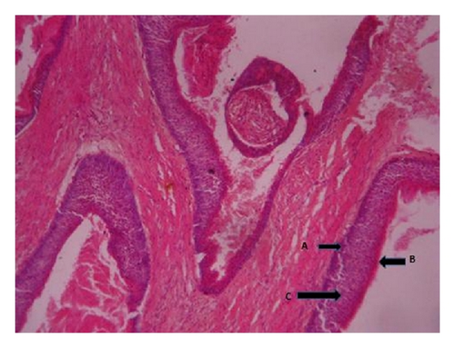 Details are in the caption following the image Details are in the caption following the image