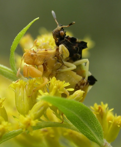 Concordance between stabilizing sexual selection, intraspecific variation, and interspecific divergence in Phymata