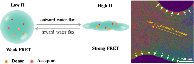 Spatiotemporal Measurement of Osmotic Pressures by FRET Imaging