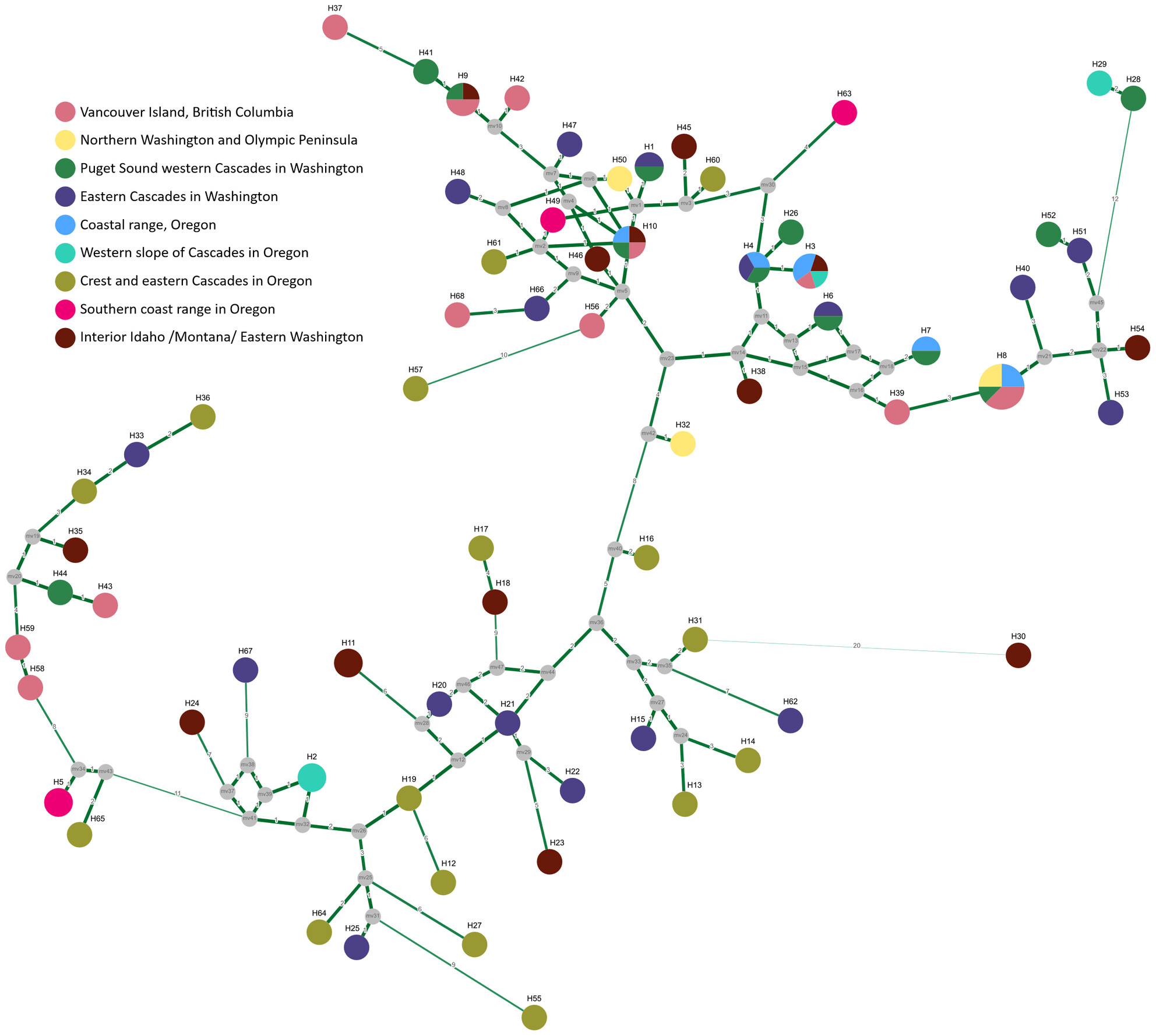 Development of a highly polymorphic chloroplast SSR set in Abies grandis with transferability to other conifer species—A promising toolkit for gene flow investigations