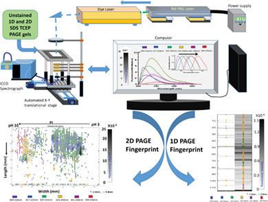 Interrogation of an autofluorescence-based method for protein fingerprinting