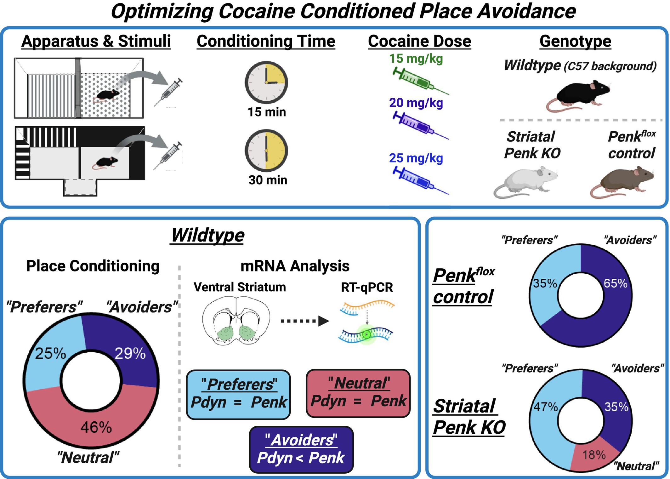 Shifted Balance Between Ventral Striatal Prodynorphin and Proenkephalin Biases Development of Cocaine Place Avoidance