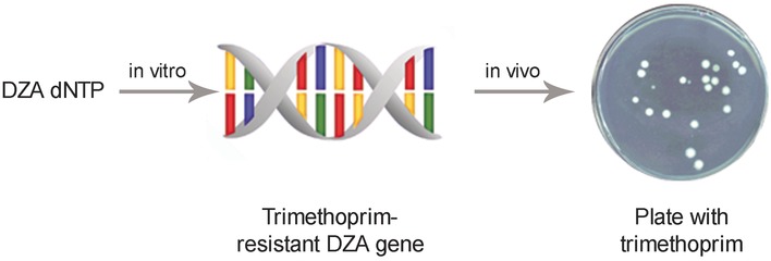 Chemical Morphing of DNA Containing Four Noncanonical Bases