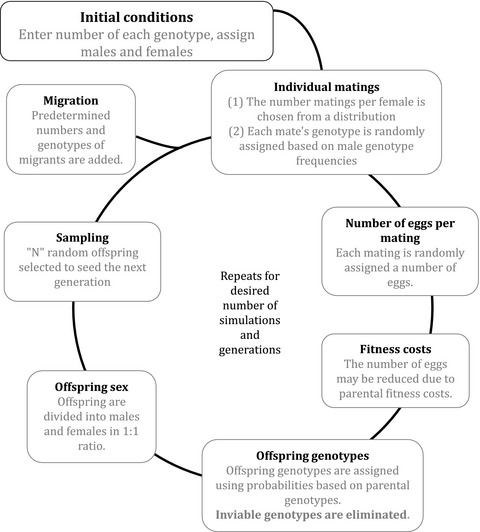The impact of local population genetic background on the spread of the selfish element Medea-1 in red flour beetles