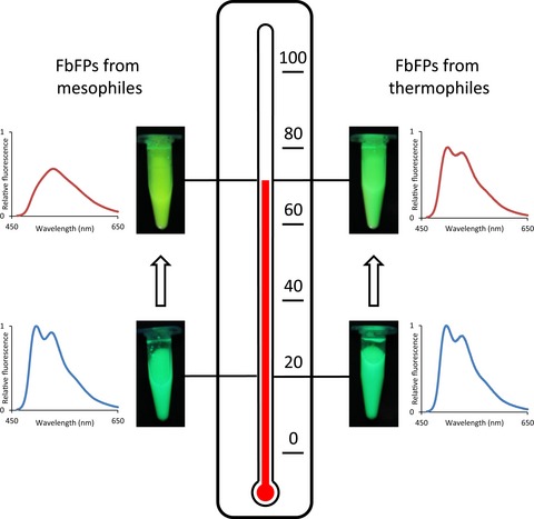 Novel Thermostable Flavin-binding Fluorescent Proteins from Thermophilic Organisms