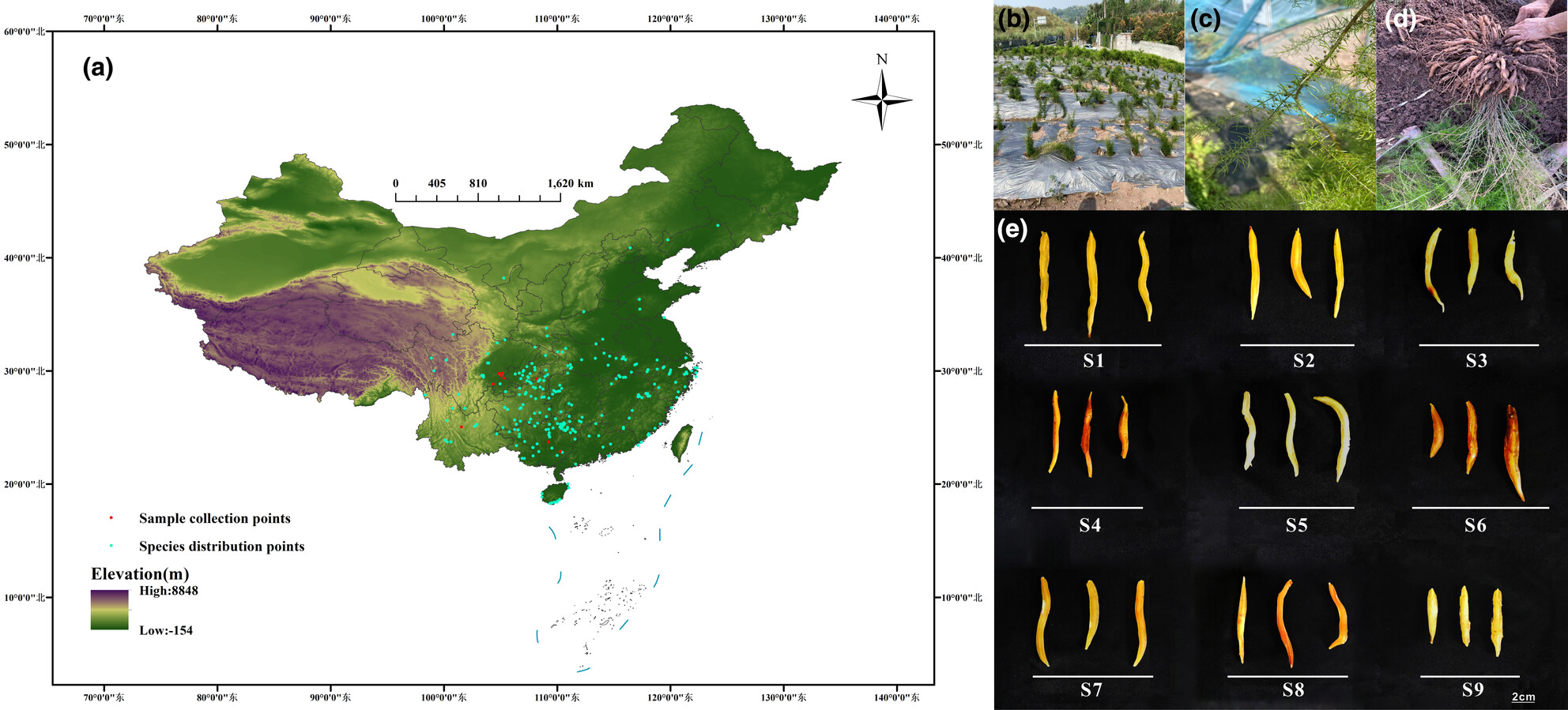 Assessment of suitable region of Asparagus cochinchinensis (Lour.) Merr. under different climatic conditions in China by the MaxEnt model and HPLC analysis