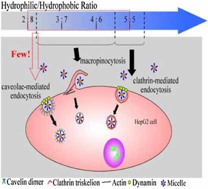 The Effect of the Hydrophilic/Hydrophobic Ratio of Polymeric Micelles on their Endocytosis Pathways into Cells