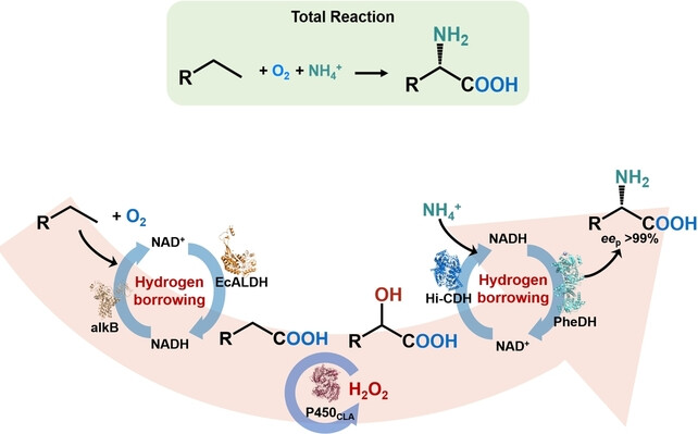 One-Pot Biocatalytic Conversion of Chemically Inert Hydrocarbons into Chiral Amino Acids through Internal Cofactor and H2O2 Recycling
