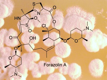 Forazoline A: Marine-Derived Polyketide with Antifungal In Vivo Efficacy