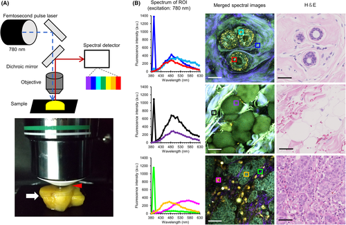 Details are in the caption following the image Details are in the caption following the image