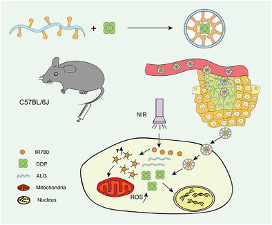 Drug-Loaded Mitochondrial Targeted Nanoparticles for Tumor Imaging and PDT/PTT Combined Chemotherapy in Muscle-Invasive Bladder Cancer
