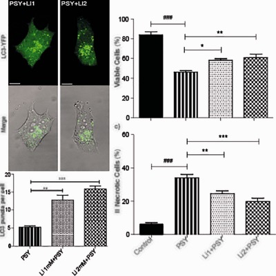 Lithium improves cell viability in psychosine-treated MO3.13 human oligodendrocyte cell line via autophagy activation