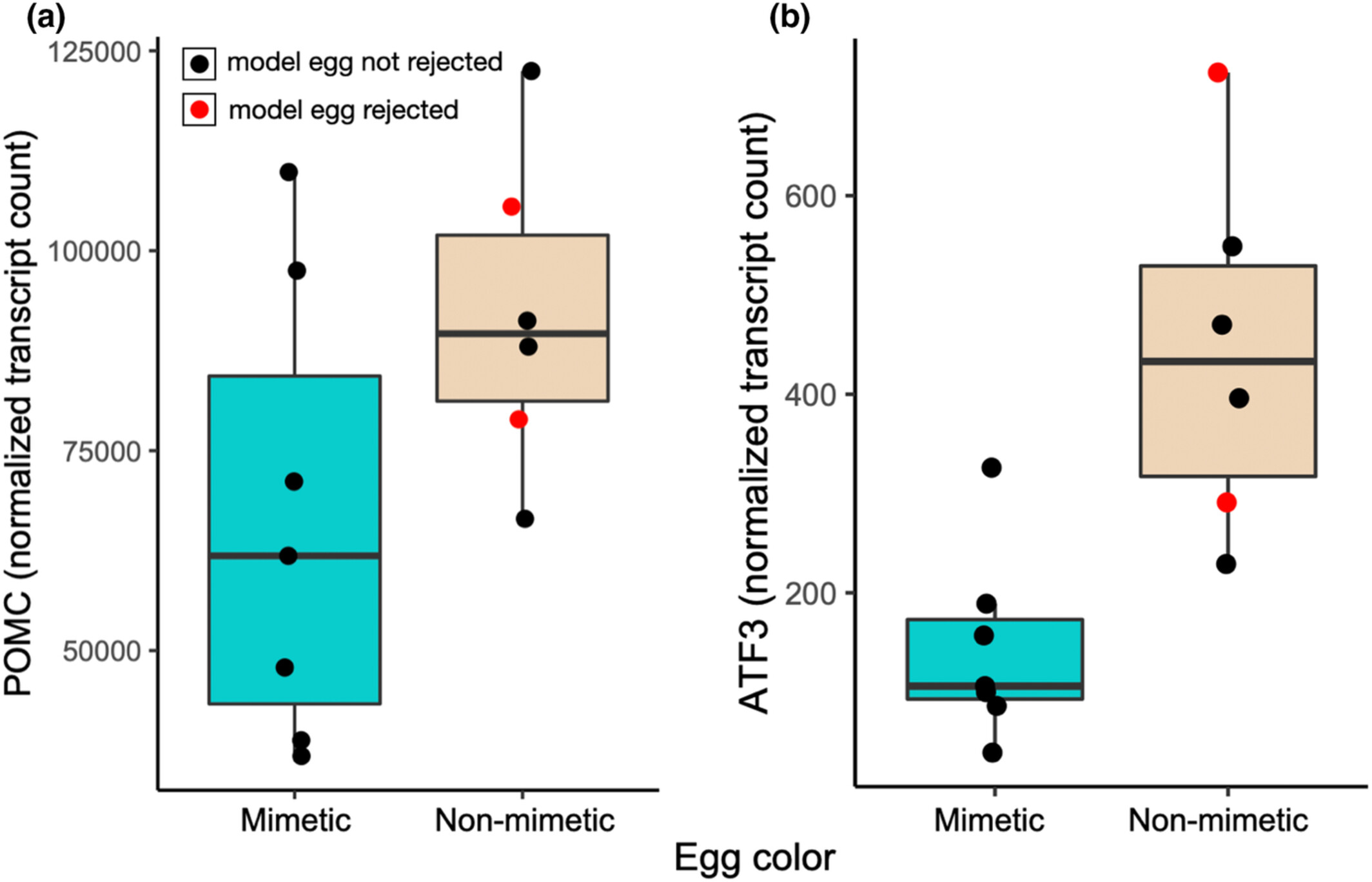 Patterns of stress response to foreign eggs by a rejecter host of an obligate avian brood parasite