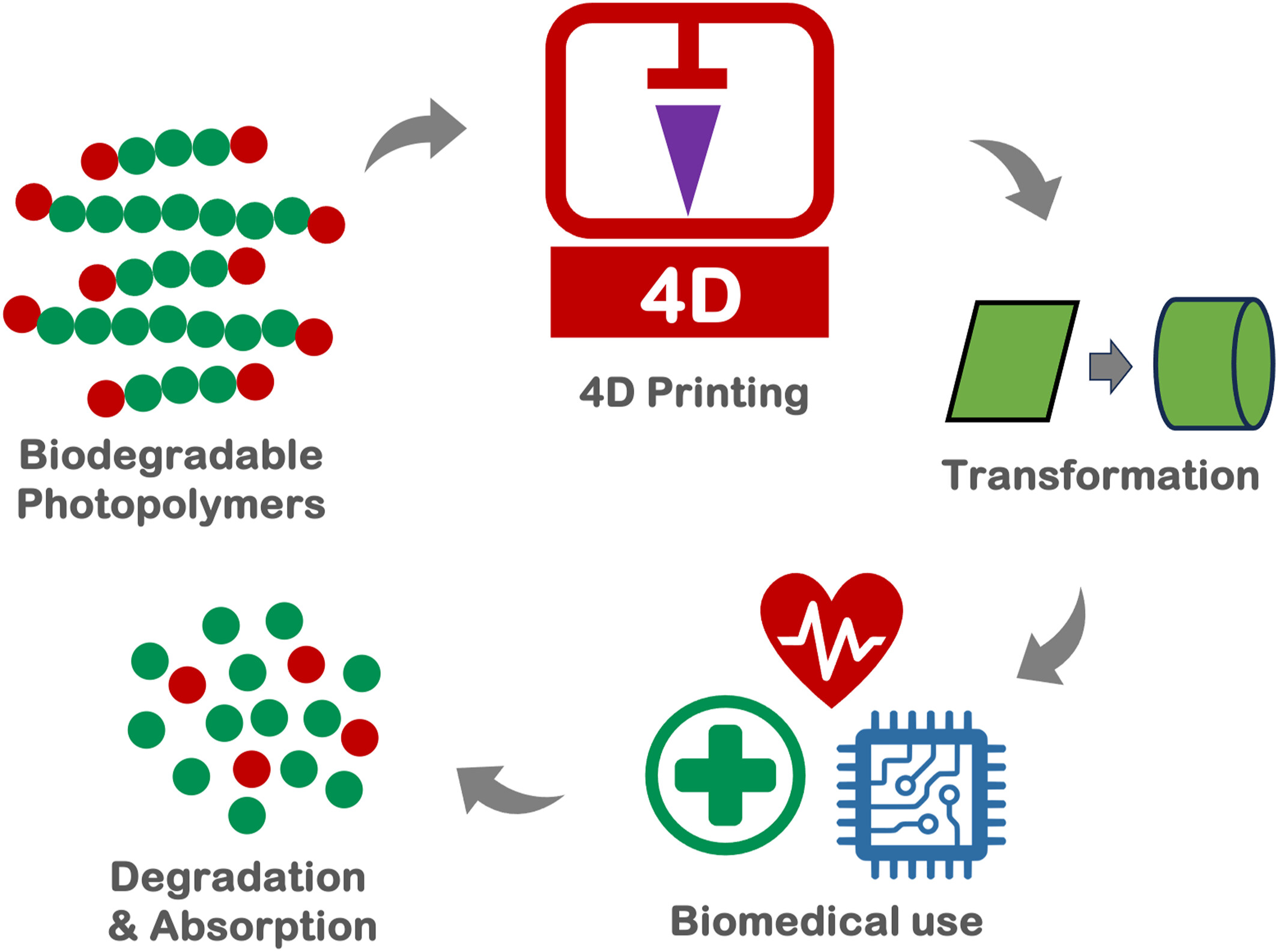 Advances in 4D printing of biodegradable photopolymers