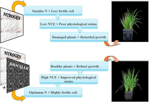 Compensation of high nitrogen toxicity and nitrogen deficiency with biochar amendment through enhancement of soil fertility and nitrogen use efficiency promoted rice growth and yield