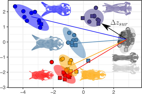 Aquatic adaptations in a Neotropical coral snake: A study of morphological convergence