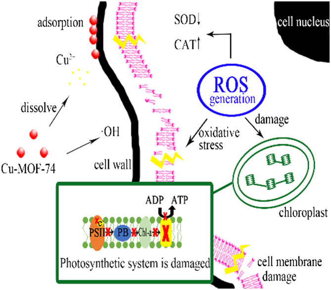 Growth Inhibition of Microcystis aeruginosa by Copper-based MOFs: Performance and Physiological Effect on Algal Cells