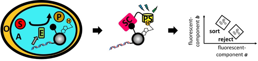 “NAD-display”: Ultrahigh-Throughput in Vitro Screening of NAD(H) Dehydrogenases Using Bead Display and Flow Cytometry