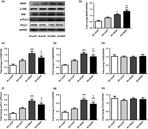 Activation of brain-derived neurotrophic factor signaling in the basal forebrain reverses acute sleep deprivation-induced fear memory impairments