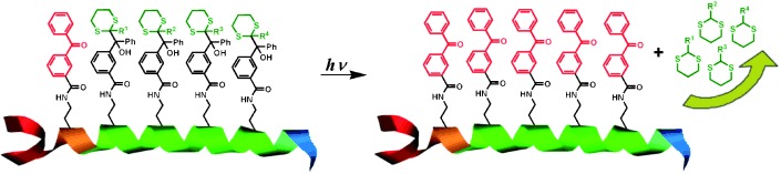 Photoamplification and Multiple Tag Release in a Linear Peptide-Based Array of Dithiane Adducts
