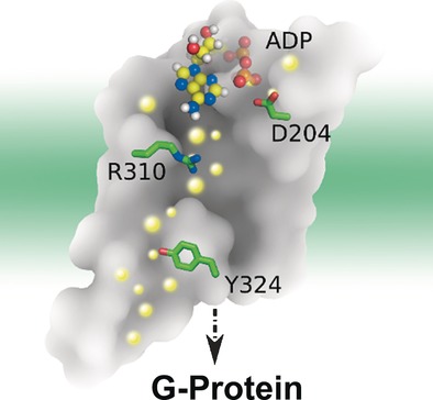 The Molecular Mechanism of P2Y1 Receptor Activation