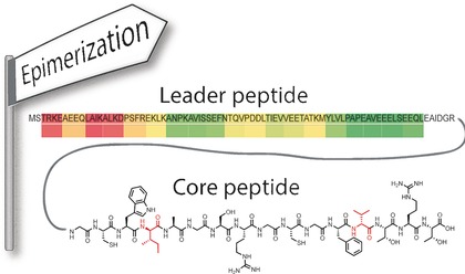 A Lanthipeptide-like N-Terminal Leader Region Guides Peptide Epimerization by Radical SAM Epimerases: Implications for RiPP Evolution