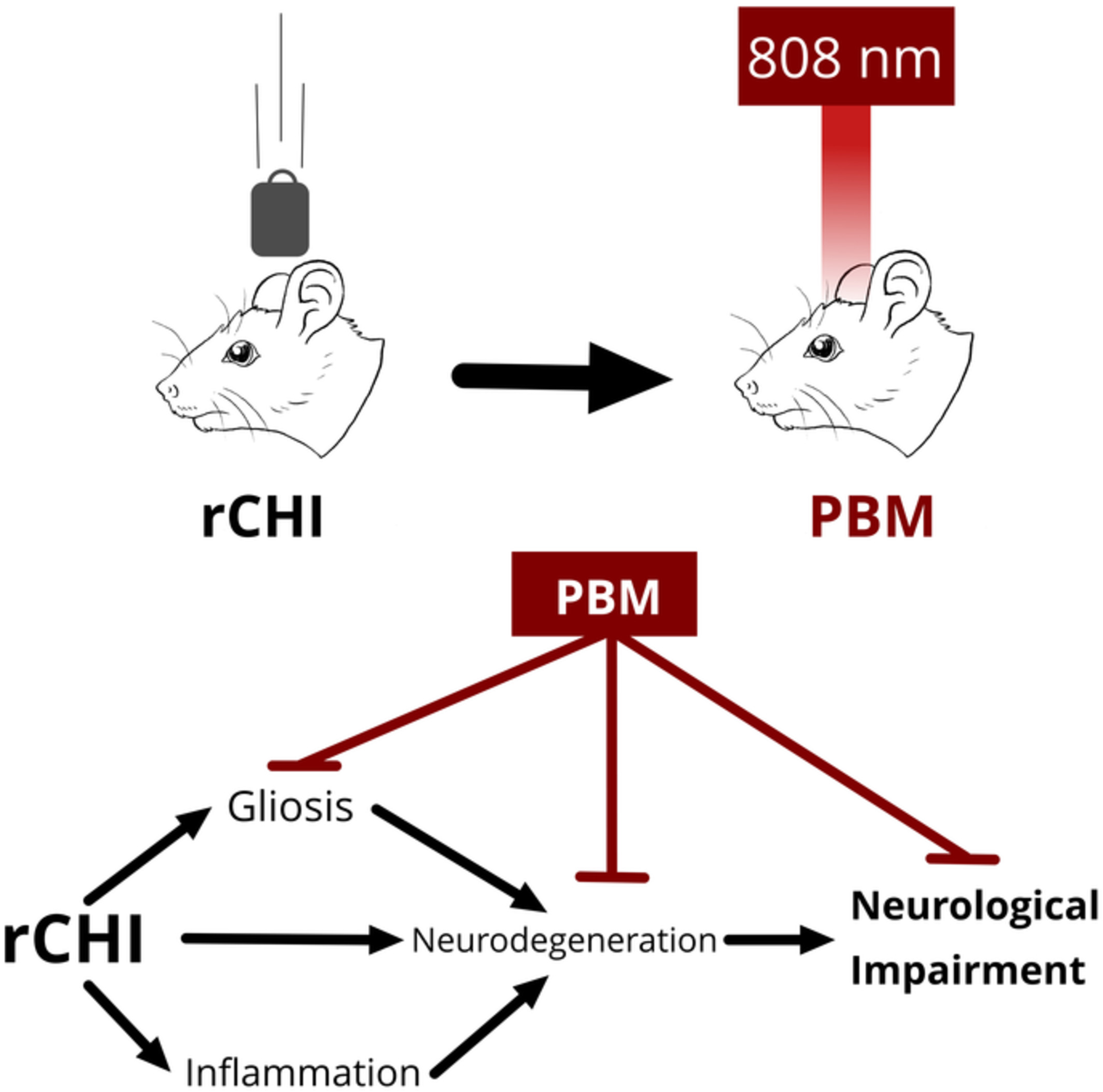 Photobiomodulation therapy for repeated closed head injury in rats