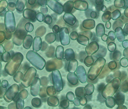 Ice Crystal Growth in Sucrose Solutions Containing Kappa- and Iota-Carrageenans