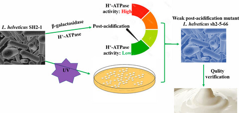 A weak post-acidification Lactobacillus helveticus UV mutant with improved textural properties