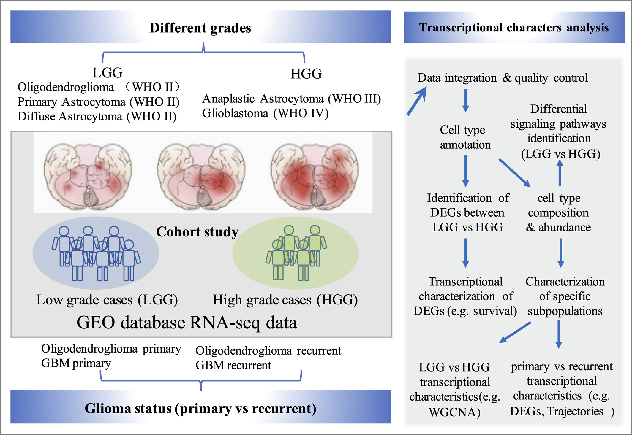 Cellular heterogeneity and inflammatory profiles in gliomas: Single-cell transcriptomic insights