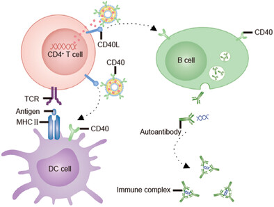Engineered Cell Membrane Vesicles Expressing CD40 Alleviate System Lupus Nephritis by Intervening B Cell Activation