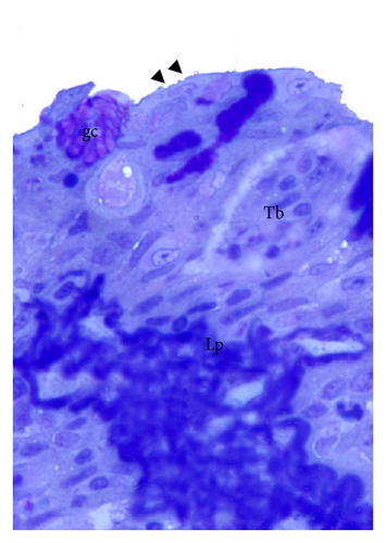 Details are in the caption following the image