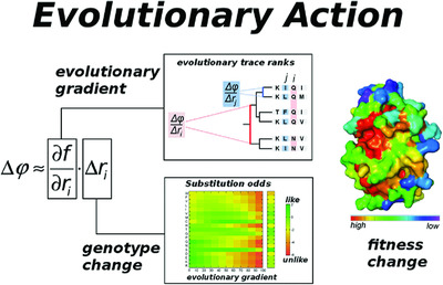 Objective assessment of the evolutionary action equation for the fitness effect of missense mutations across CAGI-blinded contests