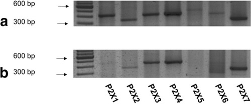 Details are in the caption following the image Details are in the caption following the image