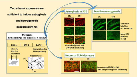 Astrogliosis and compensatory neurogenesis after the first ethanol binge drinking-like exposure in the adolescent rat