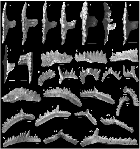 Details are in the caption following the image Details are in the caption following the image