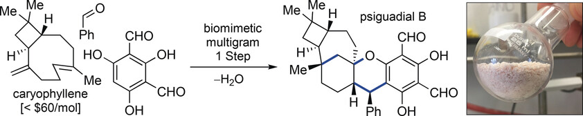 One-Step Multigram-Scale Biomimetic Synthesis of Psiguadial B