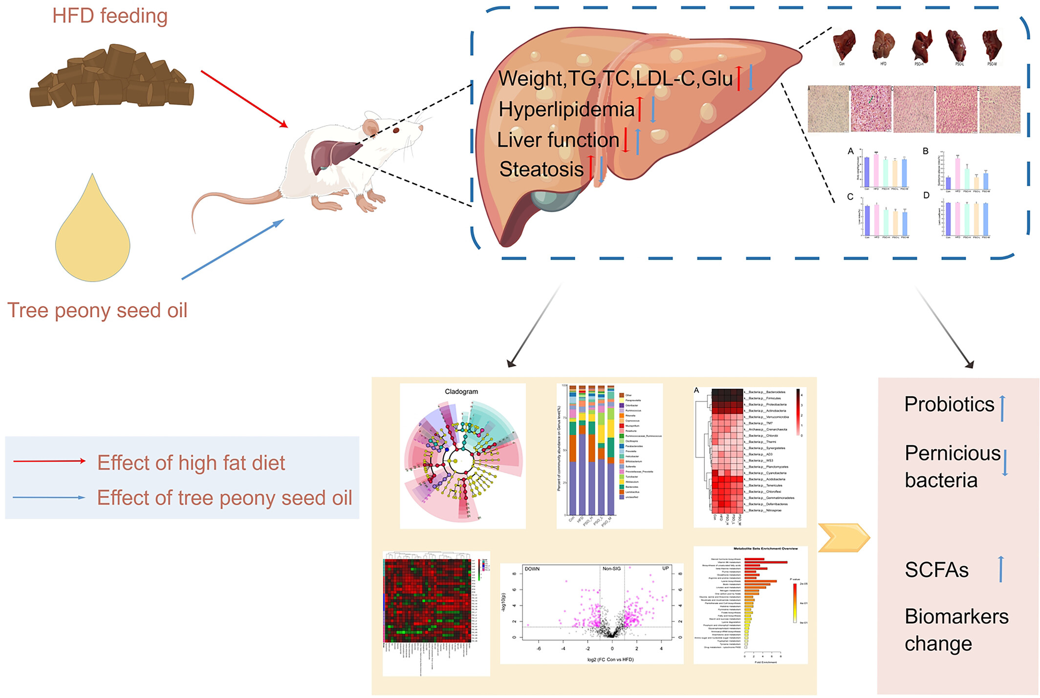 Tree peony seed oil alleviates hyperlipidemia and hyperglycemia by modulating gut microbiota and metabolites in high-fat diet mice