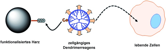 Identification of Drug Targets In Vitro and in Living Cells by Soluble-Nanopolymer-Based Proteomics