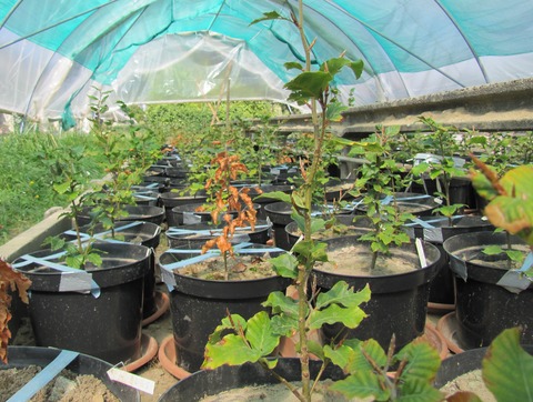 On the influence of provenance to soil quality enhanced stress reaction of young beech trees to summer drought