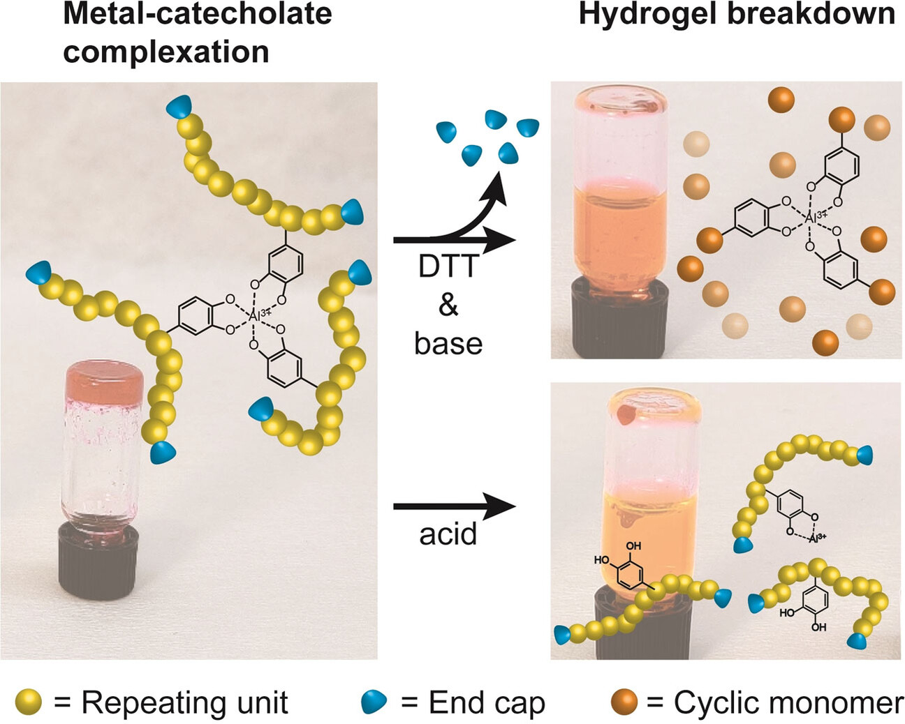 Dual-Responsive Material Based on Catechol-Modified Self-Immolative Poly(Disulfide) Backbones