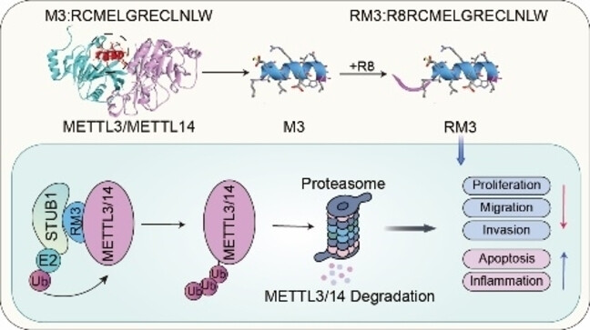 Peptide Degrader-Based Targeting of METTL3/14 Improves Immunotherapy Response in Cutaneous Melanoma