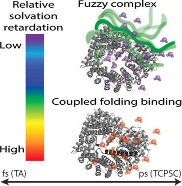 Mechanism-Dependent Modulation of Ultrafast Interfacial Water Dynamics in Intrinsically Disordered Protein Complexes