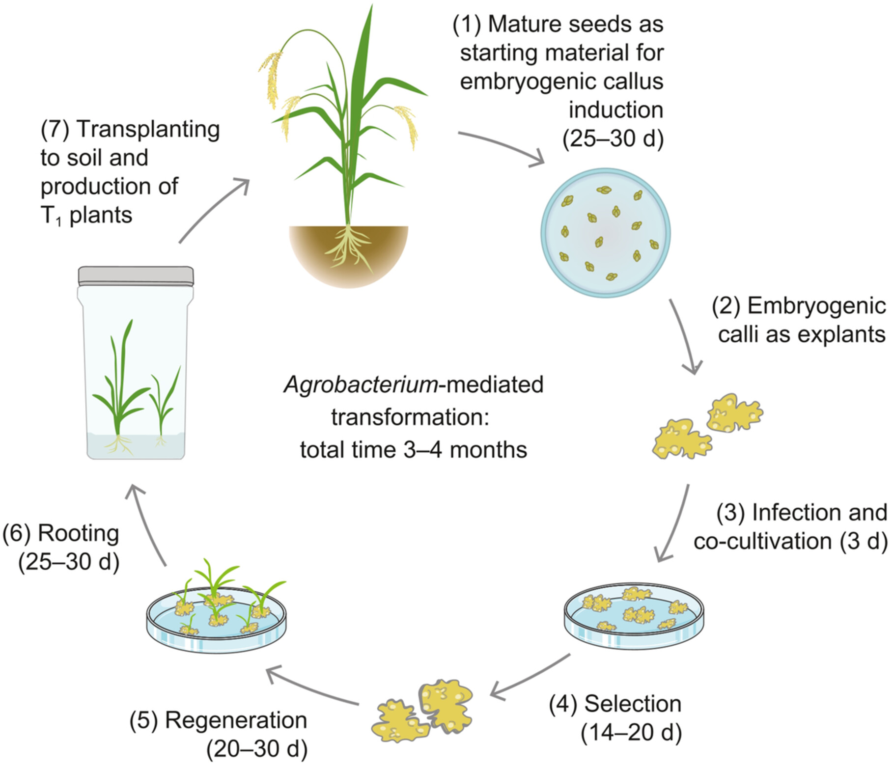 Establishment of genome-editing system and assembly of a near-complete genome in broomcorn millet