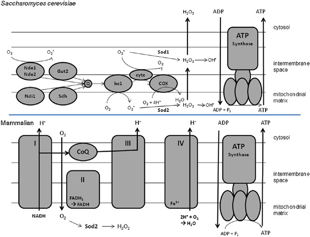 In Vivo Characterization of I91T Sod2 Polymorphism of Saccharomyces cerevisiae