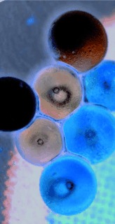Turning Coacervates into Biohybrid Glass: Core/Shell Capsules Formed by Silica Precipitation in Protein/Polysaccharide Scaffolds