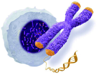 Telomerase Discovery: The Excitement of Putting Together Pieces of the Puzzle (Nobel Lecture)