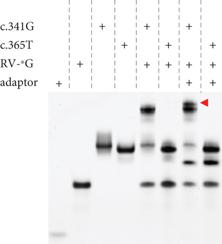 Details are in the caption following the image
