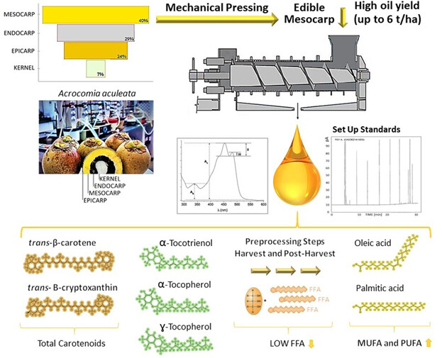 Quality Parameters of Mechanically Extracted Edible Macauba Oils (Acrocomia aculeata) for Potential Food and Alternative Industrial Feedstock Application