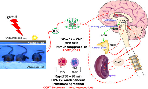 Skin Exposure to Ultraviolet B Rapidly Activates Systemic Neuroendocrine and Immunosuppressive Responses